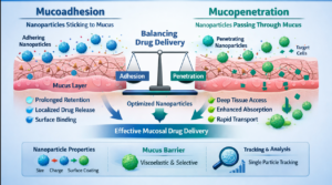 nanoparticles in mucus